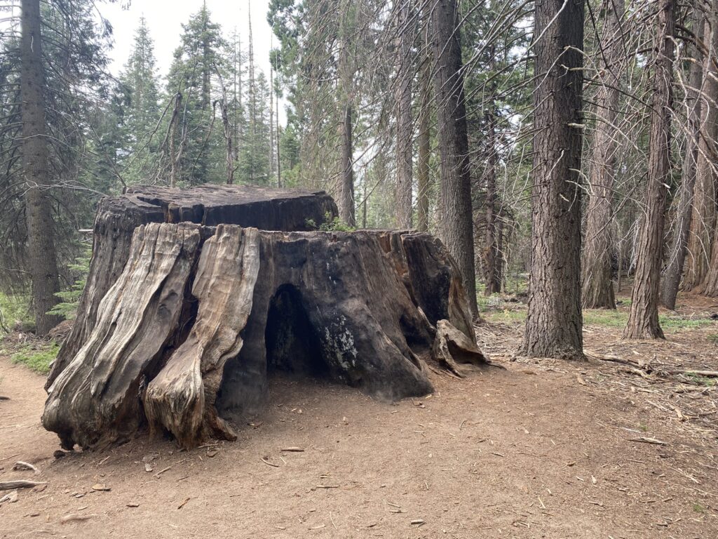 Big Stump Basin in Kings Canyon National Park