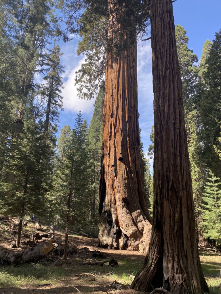 Big Stump Basin in Kings Canyon National Park