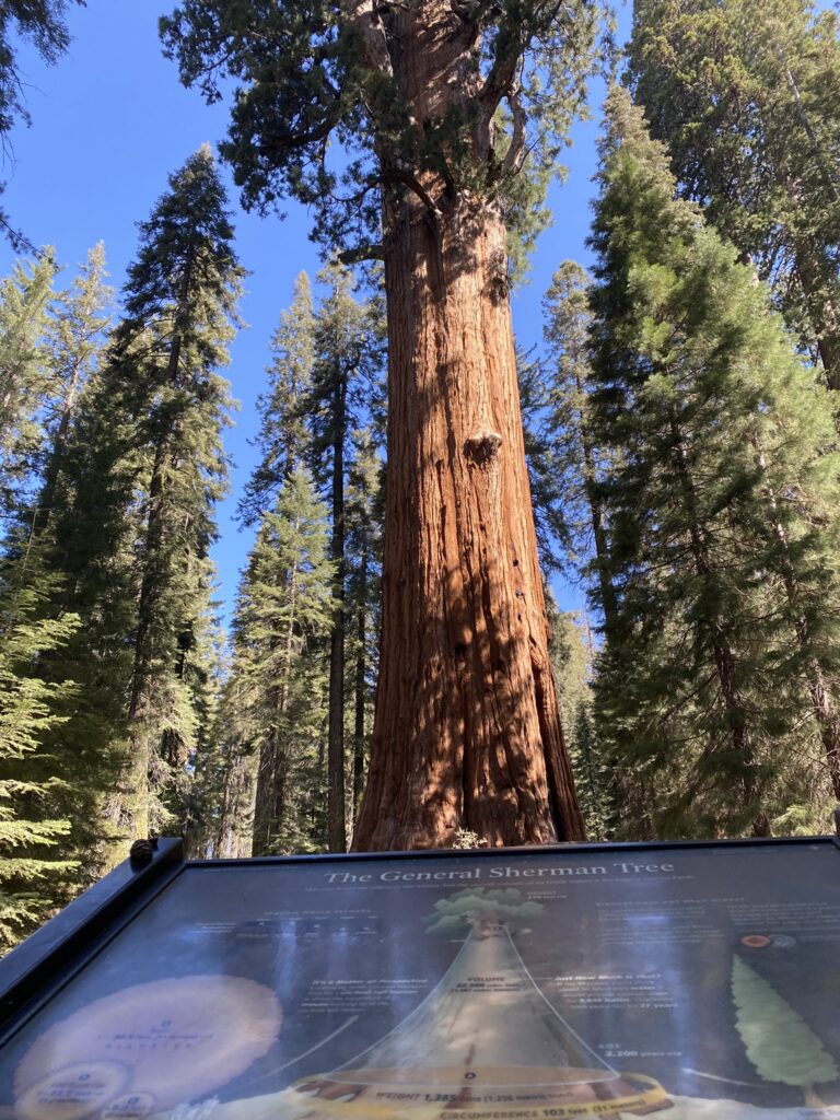 General Sherman Tree in Sequoia National Park