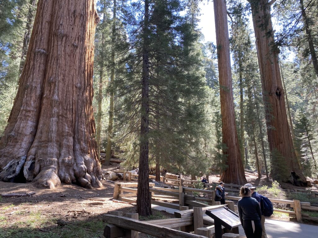 General Sherman Tree in Sequoia National Park