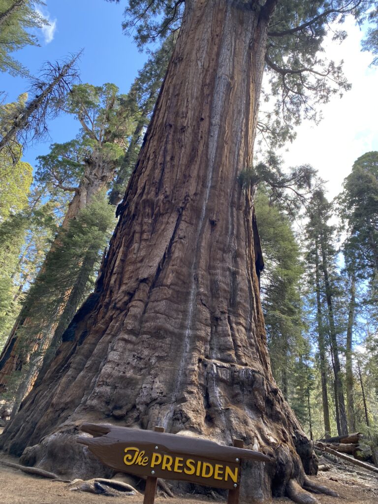 Congress Trail in Sequoia National Park