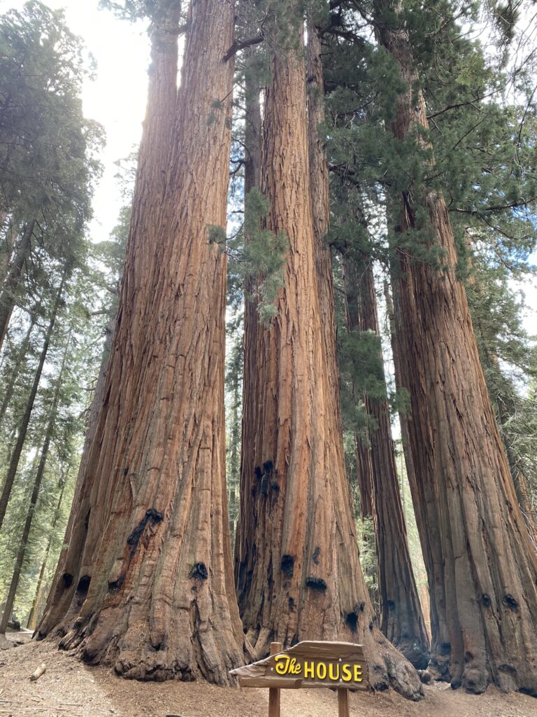 Congress Trail in Sequoia National Park