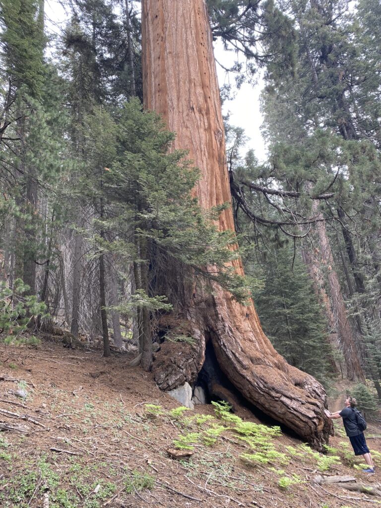 Trail of the Sequoias in Sequoia National Park