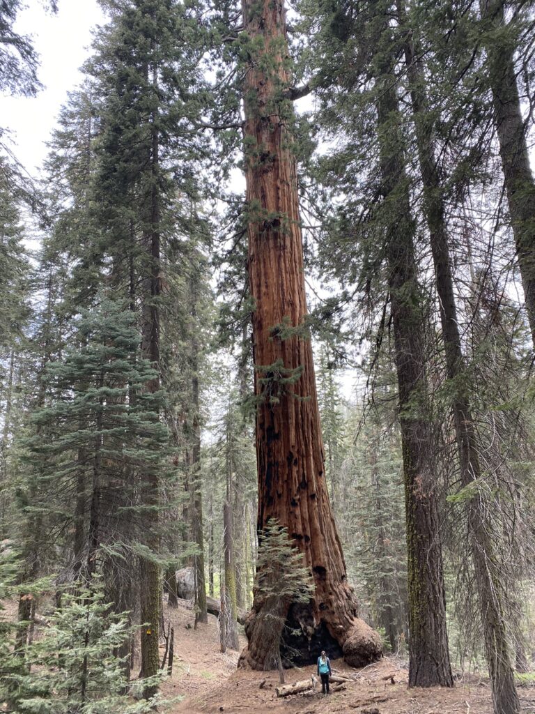 Trail of the Sequoias in Sequoia National Park
