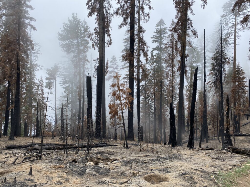 Fire damage in Sequoia National Park