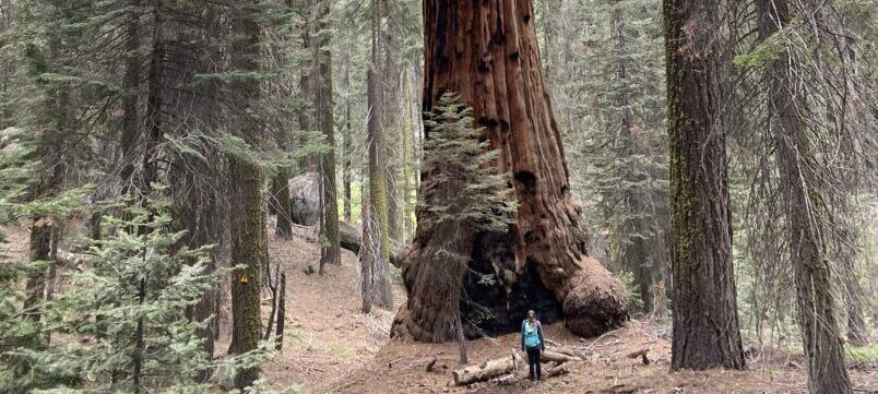 Large Sequoia